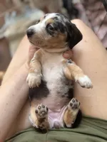 Princess Skywalker , a female Miniature Dachshund for sale in Georgetown, TX – 5 of 10