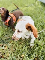 Obi kedobi, a male Miniature Dachshund for sale in Georgetown, TX – 8 of 9