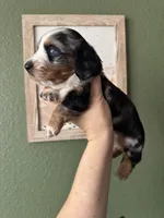 Mando , a male Miniature Dachshund for sale in Georgetown, TX – 6 of 8