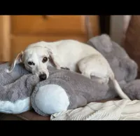 Rebel, a female Miniature Dachshund for sale in Georgetown, TX – 6 of 9