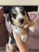 Princess Skywalker , a female Miniature Dachshund for sale in Georgetown, TX – 3 of 10