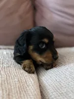 Chewie , a male Miniature Dachshund for sale in Georgetown, TX – 3 of 10