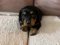 Chewie , a male Miniature Dachshund for sale in Georgetown, TX – 4 of 10