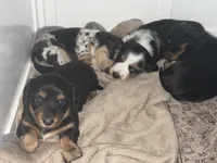 Anakin (Ani) , a male Miniature Dachshund for sale in Georgetown, TX – 6 of 8