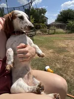 Obi kedobi, a male Miniature Dachshund for sale in Georgetown, TX – 4 of 9