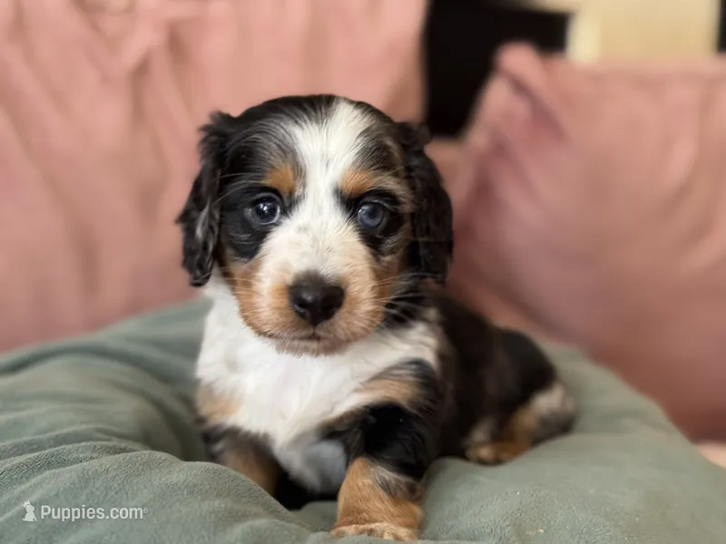 Mando  – Miniature Dachshund puppy for sale in Georgetown, TX