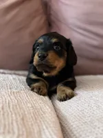 Chewie , a male Miniature Dachshund for sale in Georgetown, TX – 8 of 10