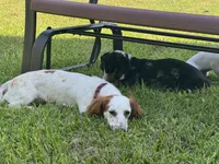 Obi kedobi, a male Miniature Dachshund for sale in Georgetown, TX – 5 of 9
