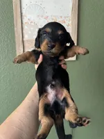 Chewie , a male Miniature Dachshund for sale in Georgetown, TX – 6 of 10