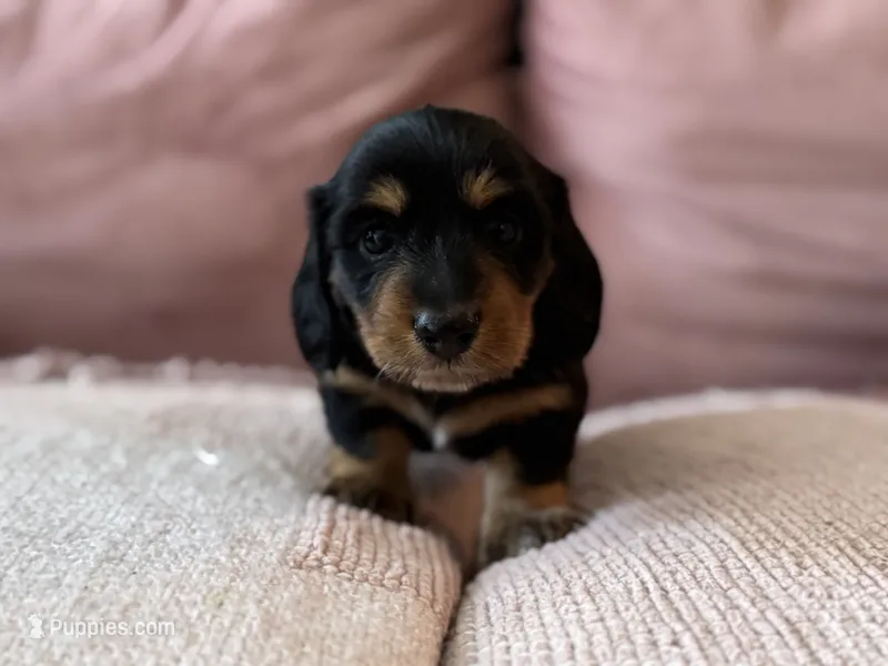 Anakin (Ani)  – Miniature Dachshund puppy on hold in Georgetown, TX