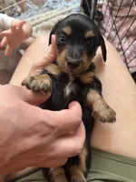 Anakin (Ani) , a male Miniature Dachshund for sale in Georgetown, TX – 8 of 8