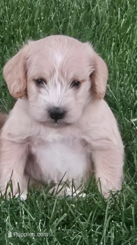 Blue  – Schnoodle puppy for sale in Boise, ID