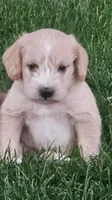 Blue , a male Schnoodle for sale in Boise, ID – 1 of 5