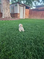 Blue , a male Schnoodle for sale in Boise, ID – 5 of 5