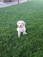 Red , a male Schnoodle for sale in Boise, ID – 5 of 5