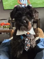Blue , a male Schnoodle for sale in Boise, ID – 3 of 5