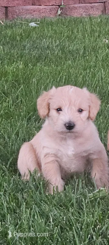 Red  – Schnoodle puppy for sale in Boise, ID