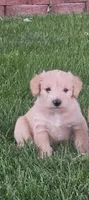 Red , a male Schnoodle for sale in Boise, ID – 1 of 5