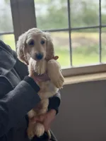 Cream female 1, a female Afghan Hound for sale in Carlisle, PA – 2 of 6