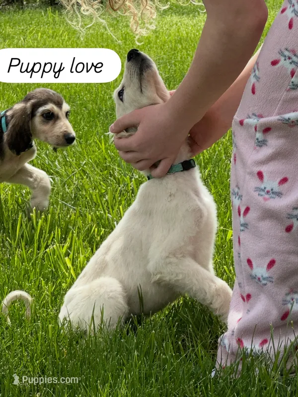 Cream female 1 – Afghan Hound puppy for sale in Carlisle, PA