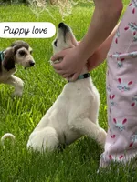 Cream female 1, a female Afghan Hound for sale in Carlisle, PA – 1 of 6