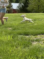Cream female 1, a female Afghan Hound for sale in Carlisle, PA – 6 of 6