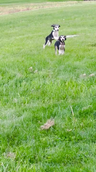 Domino girl 1 , a female Afghan Hound for sale in Carlisle, PA – 4 of 10