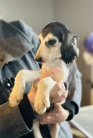 Domino male , a male Afghan Hound for sale in Carlisle, PA – 4 of 10