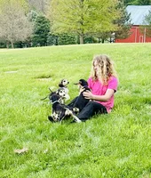 Domino male , a male Afghan Hound for sale in Carlisle, PA – 7 of 10