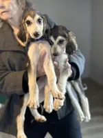 Domino male , a male Afghan Hound for sale in Carlisle, PA – 5 of 10