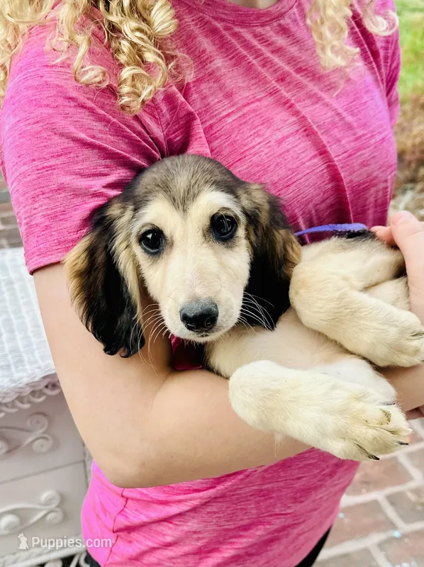 Domino male  – Afghan Hound puppy for sale in Carlisle, PA