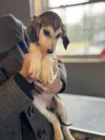 Domino male , a male Afghan Hound for sale in Carlisle, PA – 3 of 10
