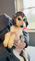 Domino male , a male Afghan Hound for sale in Carlisle, PA – 2 of 10