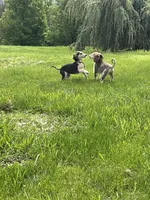 Domino girl 1 , a female Afghan Hound for sale in Carlisle, PA – 6 of 10