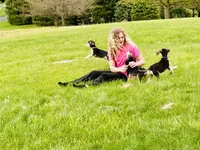 Domino girl 1 , a female Afghan Hound for sale in Carlisle, PA – 9 of 10