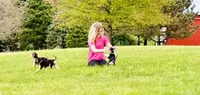 Domino girl 1 , a female Afghan Hound for sale in Carlisle, PA – 3 of 10
