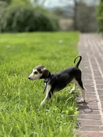 Domino girl 1 , a female Afghan Hound for sale in Carlisle, PA – 8 of 10