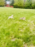 Cream male 1 , a male Afghan Hound for sale in Carlisle, PA – 3 of 5