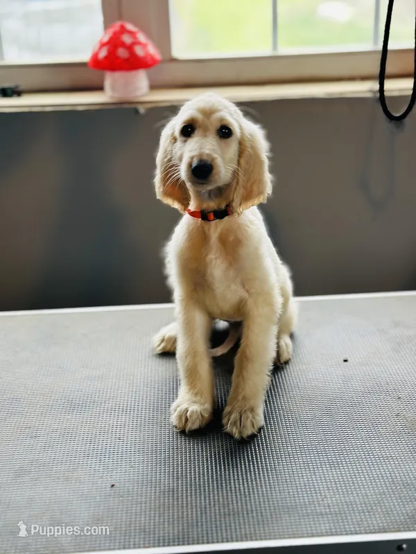 Cream male 1  – Afghan Hound puppy for sale in Carlisle, PA