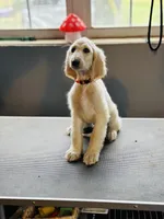 Cream male 1 , a male Afghan Hound for sale in Carlisle, PA – 2 of 5