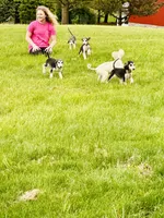 Cream male 1 , a male Afghan Hound for sale in Carlisle, PA – 5 of 5