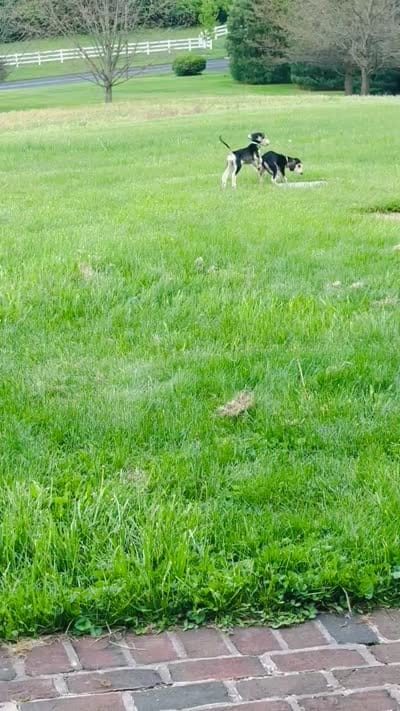 Domino girl 1 , a female Afghan Hound for sale in Carlisle, PA – 5 of 10