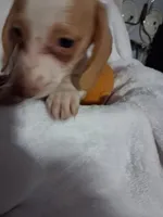 Buster, a male Miniature Dachshund for sale in Lawton, OK – 2 of 6