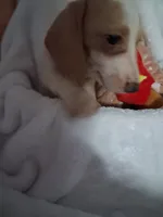 Pepper, a male Miniature Dachshund for sale in Lawton, OK – 4 of 5