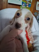 Pepper, a male Miniature Dachshund for sale in Lawton, OK – 3 of 5