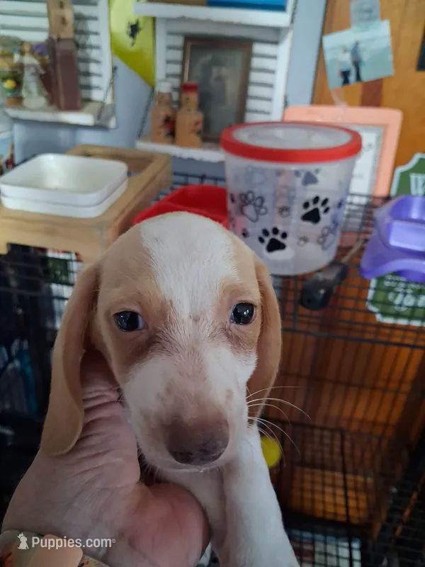 Buster – Miniature Dachshund puppy for sale in Lawton, OK
