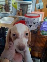 Buster, a male Miniature Dachshund for sale in Lawton, OK – 1 of 6