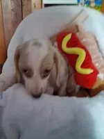 Pepper, a male Miniature Dachshund for sale in Lawton, OK – 2 of 5