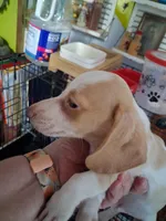 Buster, a male Miniature Dachshund for sale in Lawton, OK – 5 of 6