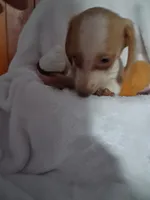 Buster, a male Miniature Dachshund for sale in Lawton, OK – 6 of 6